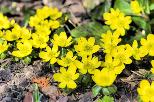 Miniatura 2 de Bulbos amarillos de flores Eranthis para plantar, floraciones de principios de primavera, se envían desde Iowa, Estados Unidos (5 bombillas)