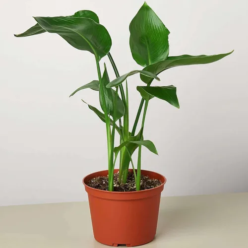 Miniatura 30 de Planta de serpiente Laurentii Sansevieria Trifasciata Planta viva para interior Diferentes plantas de interior en maceta de 4 y 6 pulgadas