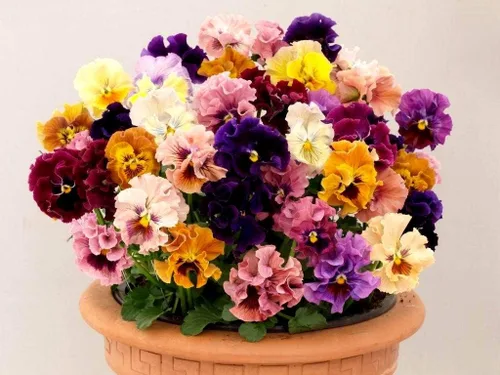 Miniatura 5 de Semillas de pensamiento mixtas con volantes con volantes, más de 40 semillas para plantar frizzle Sizzle Flower (paquete de 2)