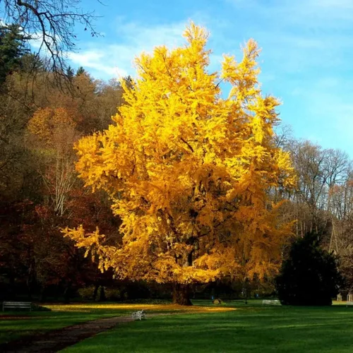 Miniatura 2 de Plántula viva de árbol de ginkgo biloba de 6 a 12 pulgadas en maceta de cuarto de galón, planta de árbol de ginkgo, árboles de gingko vivos