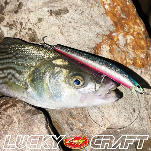 Miniatura 7 de LUCKY CRAFT FlashMinnow 125 YAWARA, señuelos de pesca de agua salada, accesorios y equipo de pesca de surf Jerkbait, señuelos de pesca de fletán