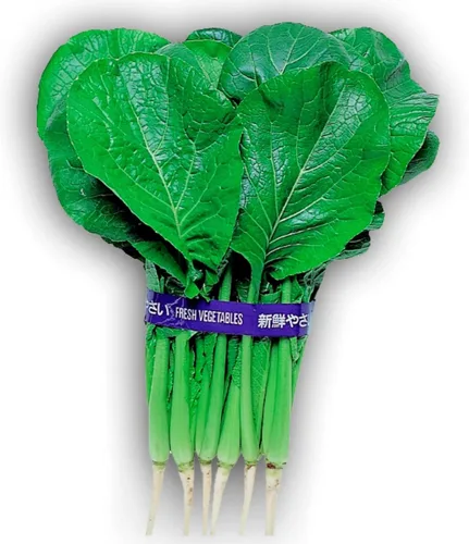 Semillas japonesas de mostaza Komatsuna – 1 onza ~ 10,000 semillas – Semillas asiáticas de verduras, hierbas y microgreens – Semillas de jardinería