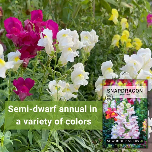 Miniatura 3 de Sow Right Seeds - Semillas de snapdragon mix tetra para plantar - Paquete sin OMG y reliquia con instrucciones para cultivar - Espigas anuales