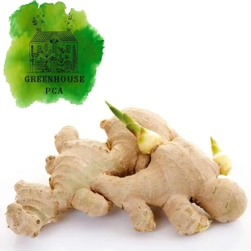 Miniatura 4 de Comienza la planta de raíz de jengibre culinaria fresca, ideal para comer fresco para sushi, cocinar, saludable y sabroso. Fácil de cultivar