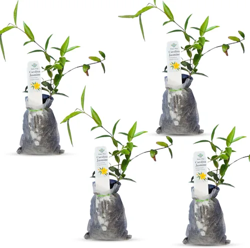 Miniatura 15 de Hibisco Rosa. rosa-sinensis. Planta Viva - Hibisco Tropical Floreciente, Flores Bonitas, Usado en Té y Jugo (2 Plantas de Hibisco Rosa)