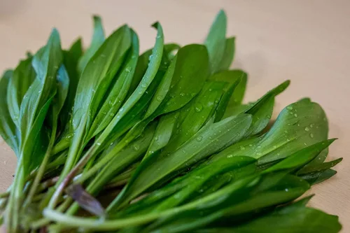 Miniatura 3 de Semillas Hierba Ramsons (Ajo Salvaje) - 50 Semillas