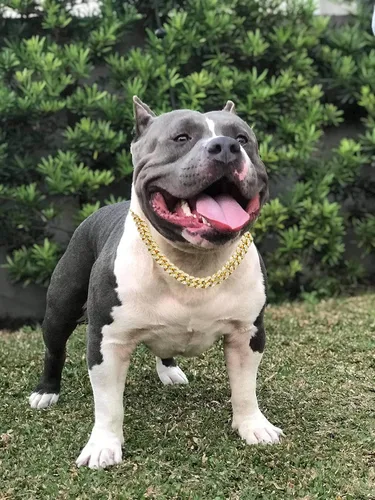 Miniatura 4 de Halukakah HOLLYWOOF - Collar de perro – Cadena de eslabones cubanos chapada en oro, lujoso auricular de diamantes y 0.551 in de grosor, tamaño 24