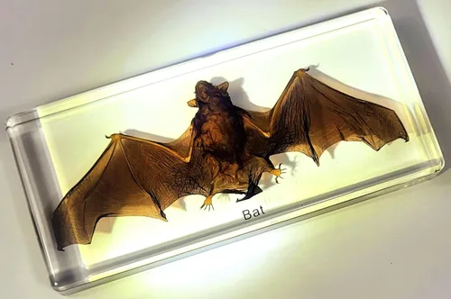 Miniatura 4 de 5.5" Murciélago real con alas abiertas en resina de lucite transparente, especímenes de artesanía, pisapapeles preservado, colección de taxidermia