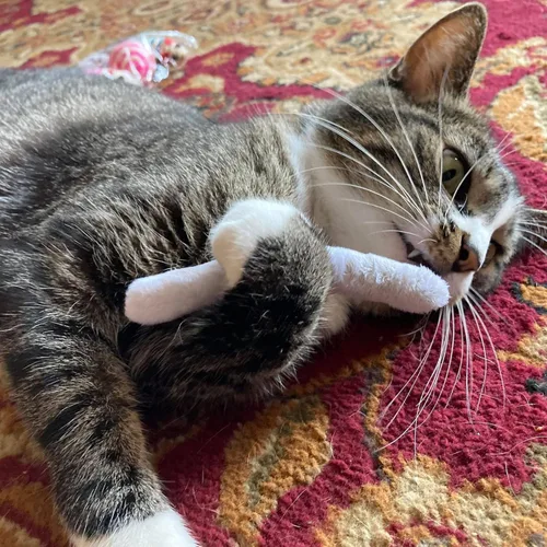 Miniatura 3 de Smokey's Stash Botella de hierba gatera de 2 onzas con juntas preenrolladas rellenas de nip para gatos, 5 juntas por paquete