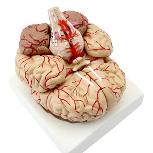 Miniatura 2 de Modelo anatómico del cerebro humano con arteria cerebral y nervio 9 partes para la enseñanza médica