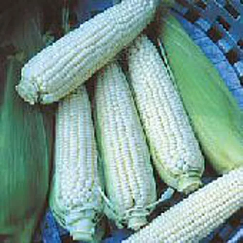 Stowell's Semillas de maíz perenne (más de 20 semillas) | Sin OMG | Semillas de flores de frutas vegetales para plantar | Paquete de invernadero de
