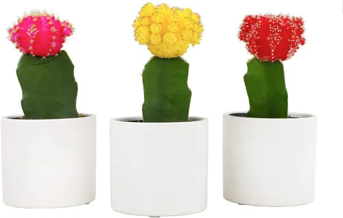 Plantas de cactus injertadas vivas en macetas blancas (3 unidades), planta de cactus vivo en mezcla de tierra de cactus, mini cactus vivos, plantas