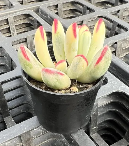 Miniatura 2 de Sprout N Green Cotyledon Orbiculata cv. Hoja Larga Variegada, planta suculenta viva rara completamente enraizada en maceta de 5 cm con tierra