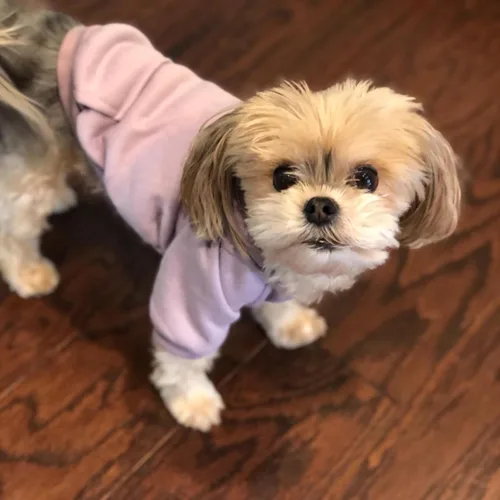 Miniatura 2 de Jecikelon Sudadera con capucha para perro de invierno con bolsillos, ropa cálida para perros pequeños, abrigo de chihuahua, ropa de cachorro y gato