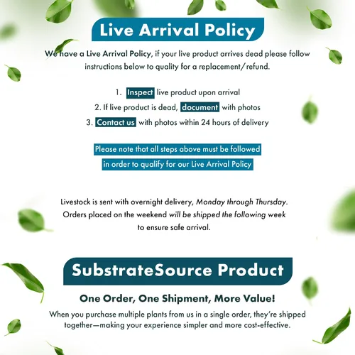 Miniatura 8 de SubstrateSource Plantas vivas – Anubias Hastifolia (Anubias hastifolia) – Luz baja a moderada, hojas en forma de flecha de color verde medio a