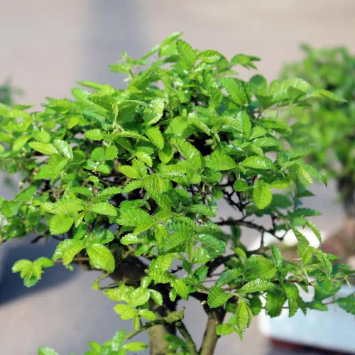 Miniatura 4 de Brussel's Bonsai Árbol bonsái de olmo chino vivo para exteriores, 5 años, 6 a 8 pulgadas de alto, en maceta de plástico, pequeña