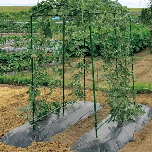 Miniatura 4 de Xiny Tool Estacas de jardín, paquete de 25 estacas de tomate de jardín de acero con capa de plástico para plantas trepadoras