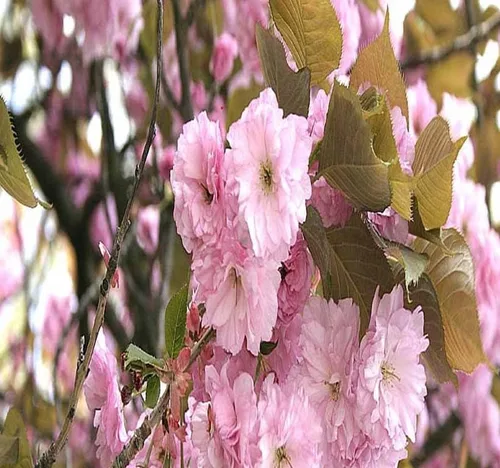 Miniatura 3 de Prunus serrulata (cereza japonesa floreciente), flores dobles rosas ricas, frutos negruzcos del tamaño de un guisante, elige la cantidad (1 unidad)