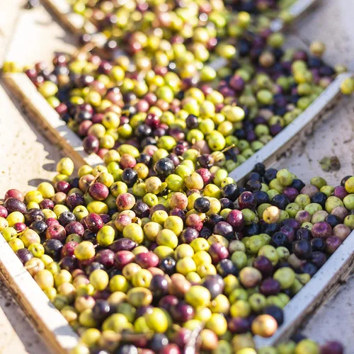 Miniatura 2 de Calivirgin Bountiful Aceites de oliva triturados con sabor a albahaca y ajo culpable, sabor fresco 100% natural, sin aditivos ni conservantes