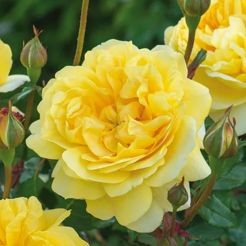 Miniatura 5 de Rosas arbustivas inglesas de reliquia, planta de raíz propia viva para jardín al aire libre, esposa del poeta, excepcionalmente fragantes, zonas