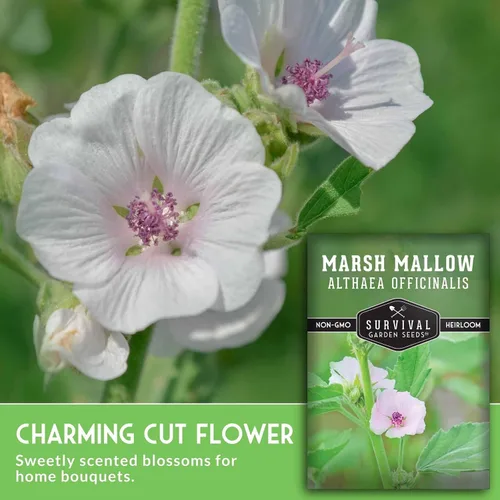 Miniatura 3 de Semillas de malvavisco para plantar, semillas de jardín de supervivencia (paquete de 1) Marsh Mallow Medicinal Herb, Althaea Officinalis