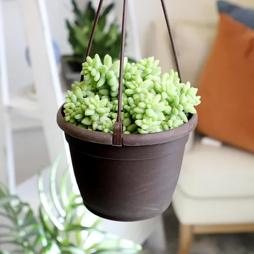 Miniatura 9 de Plants for Pets - Sedum Burrito de 6", plantas suculentas cola de burro, plantas suculentas Sedum vivas, plantas suculentas para el hogar, plantas