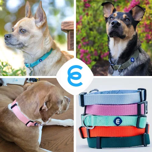 Miniatura 5 de Blueberry Pet Essentials - Collar para perro pequeño en orquídea oscura Correa de nailon duradera ajustable y ecológica Collar clásico