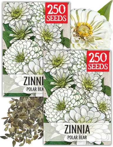 Miniatura 50 de Seed Needs California Giants - Semillas de zinnia – 250 semillas tradicionales para plantar Zinnia elegans – Cultiva flores anuales polinizadas
