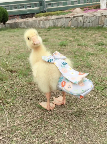 Miniatura 2 de Pañales para aves de corral - Impermeables, ajustables, lavables y reutilizables para patos, pollos y gansos (XL: 12.35 oz-15.87 oz)