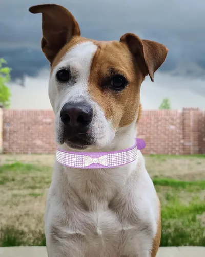 Miniatura 5 de Collar de perro brillante para perros pequeños, medianos y grandes, collares de perro con corona de diamantes de imitación para perros hembras