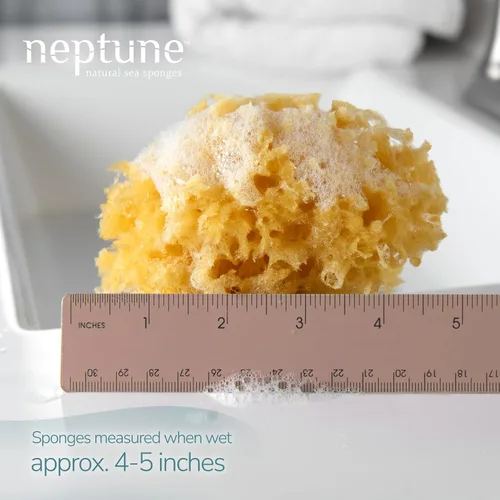Miniatura 2 de Neptune Esponja de mar caribeño, pequeña (aproximadamente 4 a 5 pulgadas), esponja natural para baño y facial, esponja exfoliante ecológica