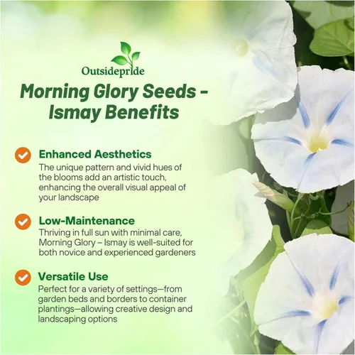 Miniatura 3 de Outsidepride Ismay Morning Glory Seeds - 250 unidades Semillas de flores anuales, trepadoras y enredaderas para plantar flores azul claro, ideales
