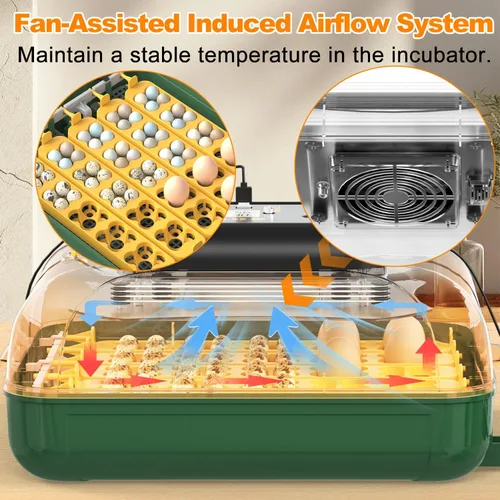 Miniatura 5 de Incubadora de 49 huevos para incubar huevos con giro automático de huevos, pantalla de temperatura y humedad, cuenta regresiva del día