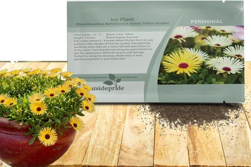 Miniatura 12 de Outsidepride Gelato - Semillas de plantas de hielo naranja – 5000 piezas de semillas perennes, tolerantes a la sequía, para plantar flores vibrantes