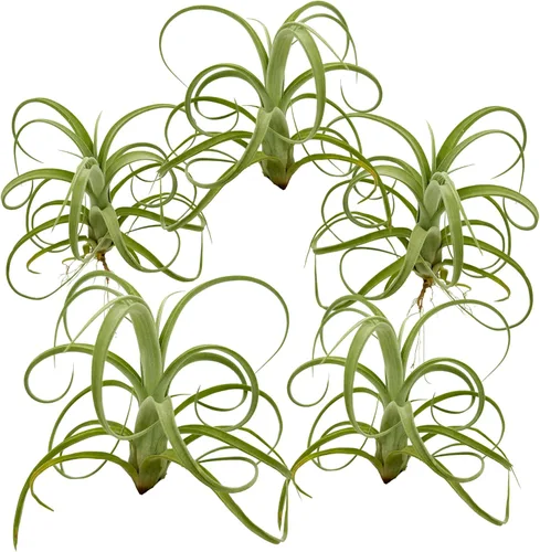 Miniatura 10 de ragnaroc Plantas de aire vivo – Tillandsia Curly Slim Jumbo – 1 unidad de 5 a 9 pulgadas – Ideal para regalos y regalos, plantas de interior vivas