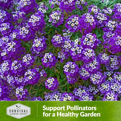 Miniatura 5 de Semillas de Alyssum para plantar - Sweet Royal Carpet Purple Alyssum - Flor perenne fragante y cobertura del suelo - Semillas autóctonas