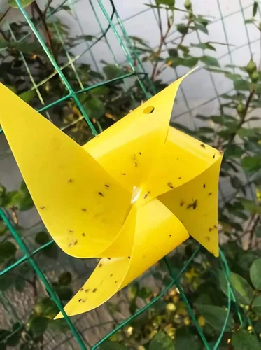 Miniatura 7 de Trapro trampas adhesivas amarillas para insectos voladores, para mosquitos de los hongos, áfidos, moscas blancas, minadores, arañuelas y otros