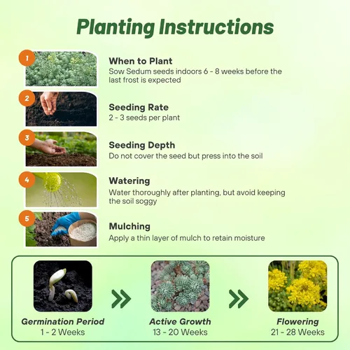 Miniatura 4 de Outsidepride Oracle Sedum Seeds - 100 semillas perennes de cobertura del suelo para plantar, plantas suculentas resistentes al frío y tolerantes al