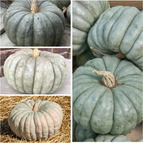 Miniatura 2 de Seed Needs Semillas de calabaza para plantar calabazas Jarrahdale azules, reliquia sin OMG y semilla de Cucurbita Maxima sin tratar para plantar un