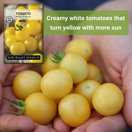 Miniatura 5 de Sow Right Seeds - Semilla de tomate cereza blanca para plantar - Paquete de reliquia sin OMG con instrucciones para plantar un huerto casero