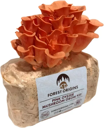 Kit de cultivo de hongos ostra rosa de Forest Origins, fácil para principiantes y de uso sencillo, crece en 10 días | Hecho a mano en California,
