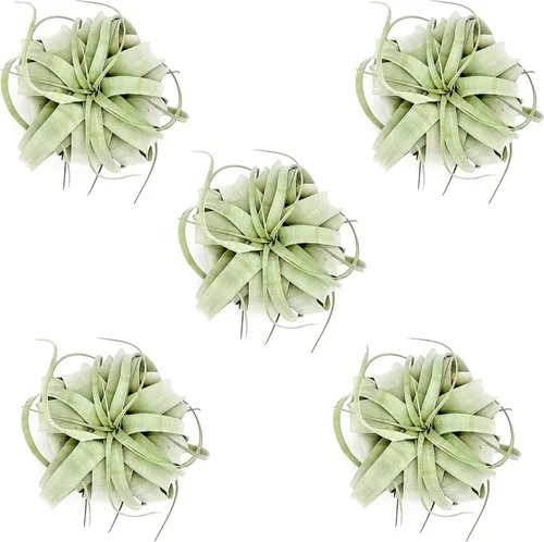 Miniatura 12 de ragnaroc Plantas de aire – Tillandsia Xerographica, gigante de 9-14 pulgadas – 1 unidad – Llegada viva garantizada – Plantas