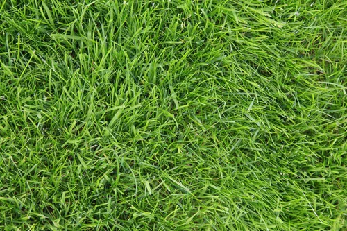 Miniatura 4 de Semilla de césped Festuca Alta Kentucky 31 K31 de Eretz - ¡Elige el tamaño! Certificado por el estado, sin rellenos, sin malas hierbas u otras