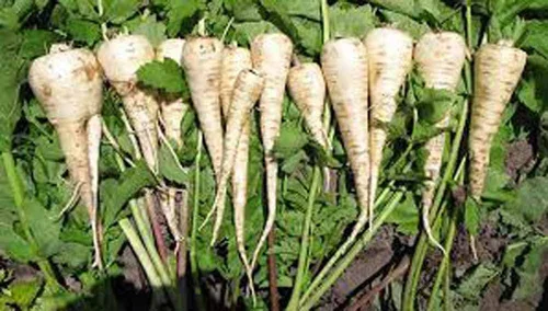 Miniatura 2 de Chirivía, semillas de corona huecas, sin OMG, 100 semillas por paquete, carne blanca dulce tiene buen sabor y se mantiene bien durante el invierno.