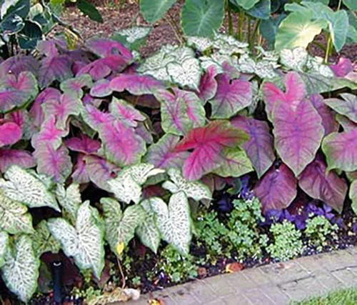 Miniatura 4 de Blaze - Bombillas de caladio para plantar, raíz de gran tamaño, follaje rojo y verde atrevido, resistentes en las zonas 9-11, caladio vibrante