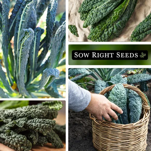 Miniatura 4 de Sow Right Seeds - Semilla de col rizada Lacinato para plantar - Paquete de reliquia sin OMG con instrucciones para plantar un huerto casero