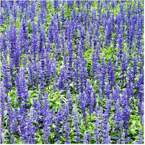 Miniatura 6 de Everwilde Farms - 1000 semillas de flores silvestres de salvia azul - Paquete de semillas jumbo Gold Vault