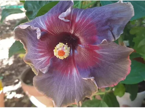 Miniatura 2 de 20 semillas raras de hibisco negro, rosa, morado, "arco iris negro", flores gigantes, semillas tropicales, semillas de hibisco para plantas en maceta