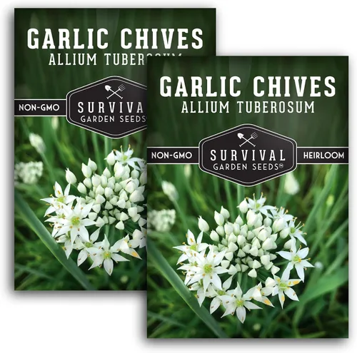 Miniatura 11 de 5 paquetes de semillas de cebollino de ajo para plantar, paquete con instrucciones para cultivar deliciosas hierbas perennes en el huerto de tu