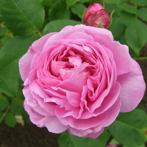 Miniatura 3 de Heirloom Roses Planta de rosas Louise Odier, planta viva de borbones para plantar al aire libre